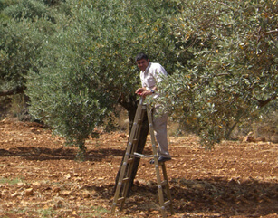 Why Olive Trees?
