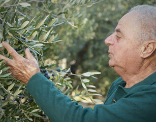 Visit Your Olive Tree