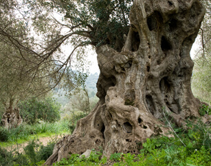 Olive Tree History