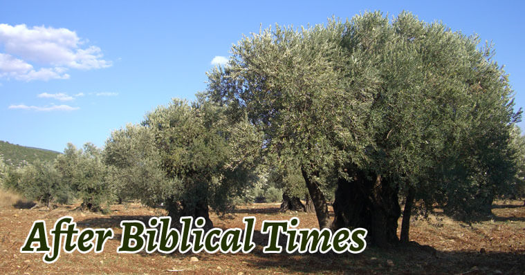 Adopt an Olive Tree in Palestine