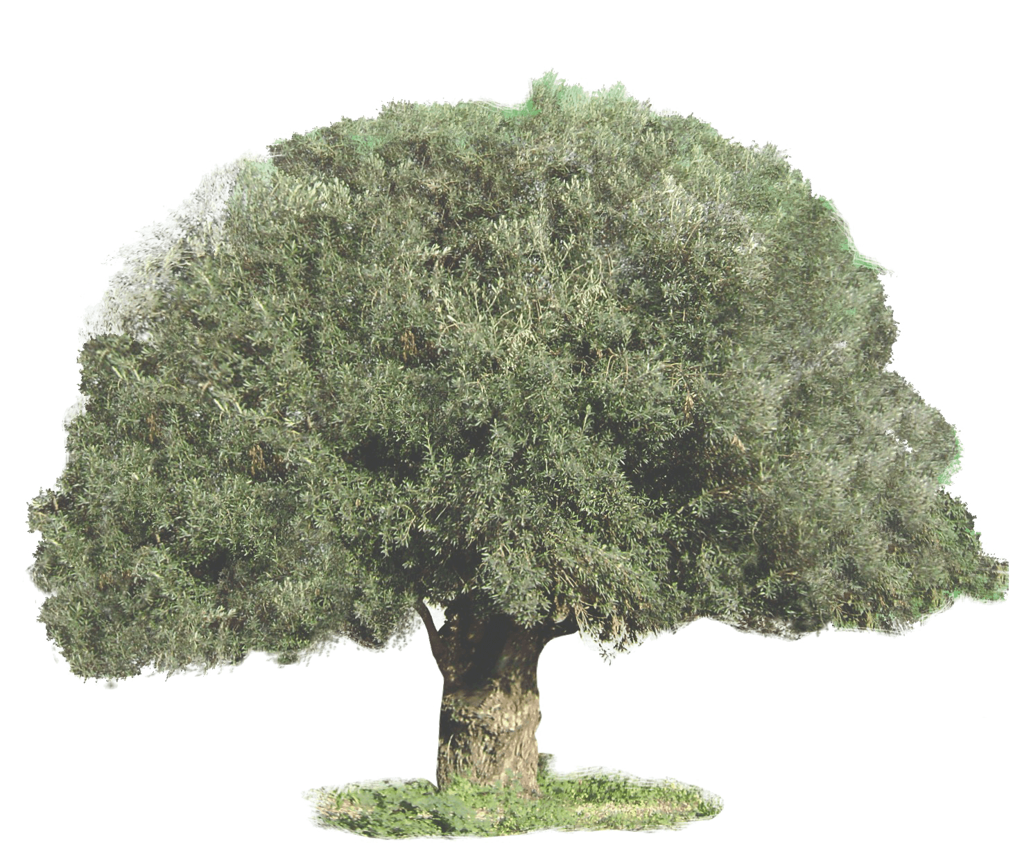 Olive Tree Symbolism